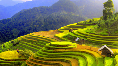 Inaugurada Semana cultural y turística de arrozales en terraza de Mu Cang Chai 2015