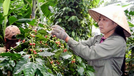 Dak Lak desarrolla la caficultura sostenible