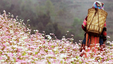Ha Giang en temporada de flores de alforfón