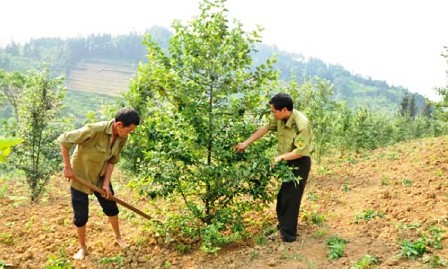 Conferencia en línea sobre la reforestación alternativa