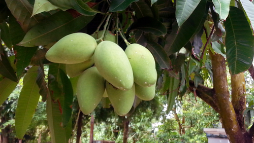 Mangos vietnamitas a la venta por primera vez en Japón
