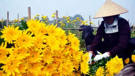 Aldea de floricultura de Tay Tuu en vísperas del Tet
