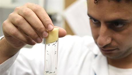 Confirma Reino Unido 4 casos de zika desde enero