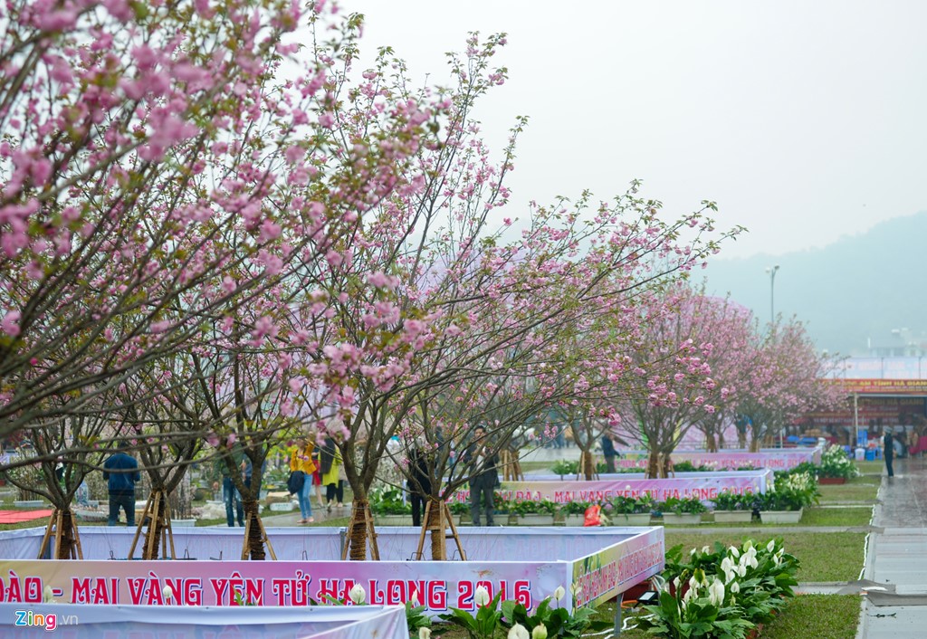 Inaugurado Festival de Flores de Cerezo y Ochna de Yen Tu