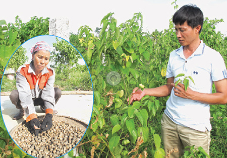 Un éxito en el Vietnam neo-rural gracias a una semilla de origen suramericano