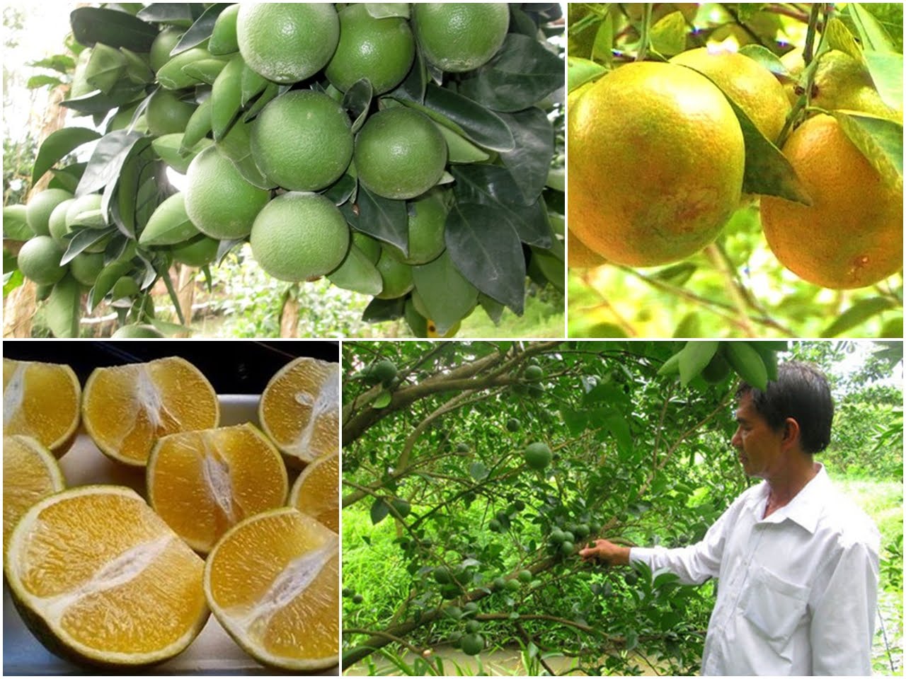 Agricultores de Hau Giang prosperan gracias al cultivo de naranja