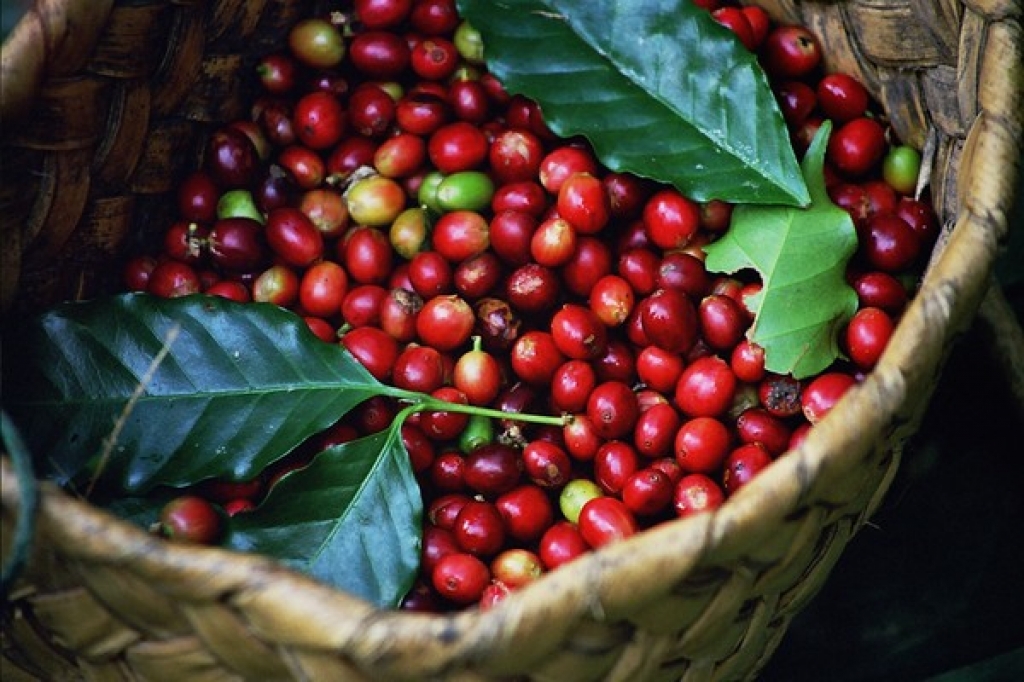 Dak Lak avanza hacia el cultivo sostenible de café