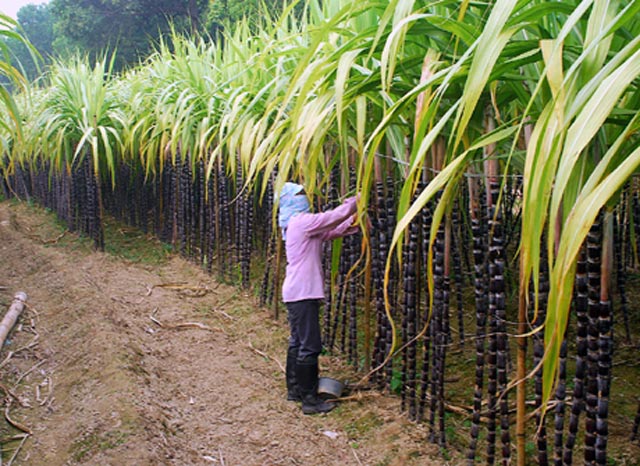 Hau Giang se esfuerza por lograr 70% de agricultores exitosos
