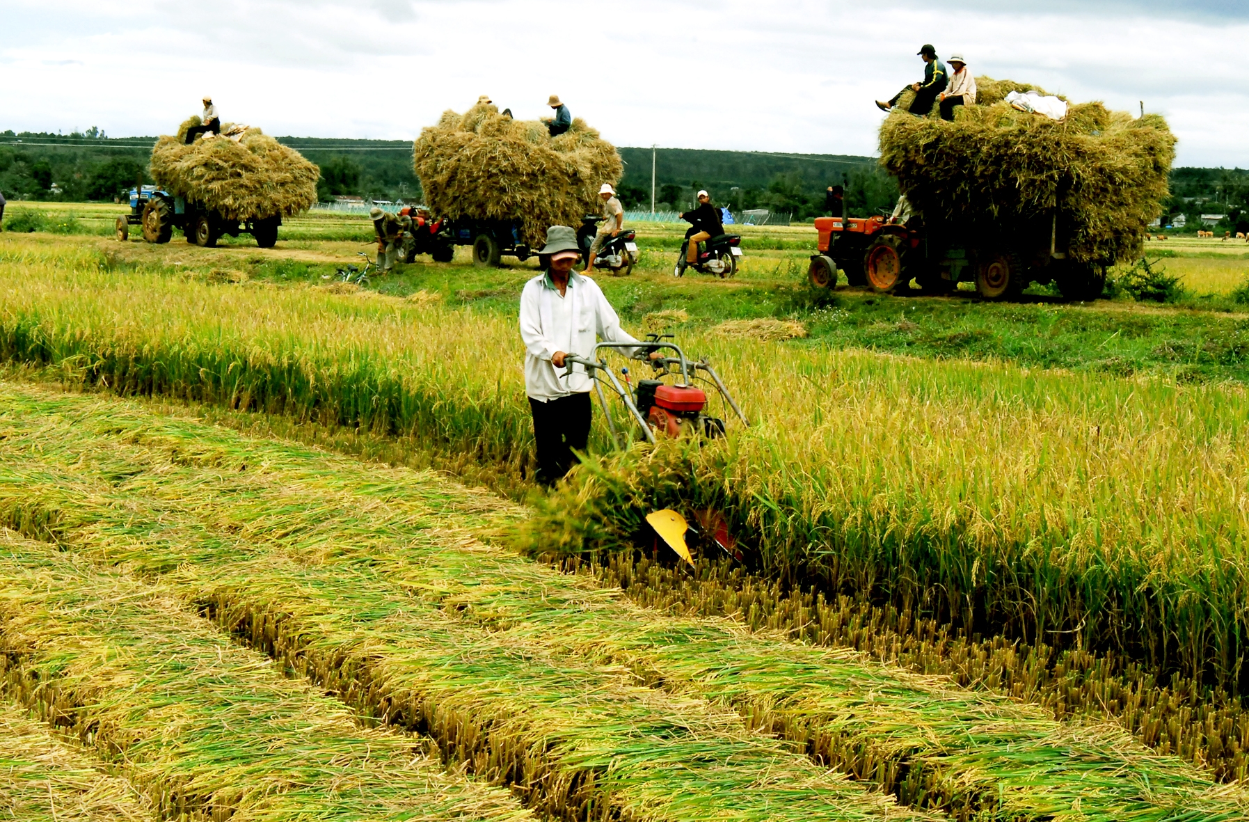Vietnam por desarrollar cooperativas agrarias de nueva generación
