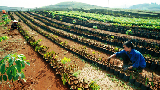Cultivo de caucho, solución económica para superar pobreza en Dien Bien