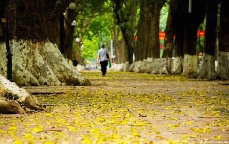 Canciones vietnamitas famosas sobre el otoño