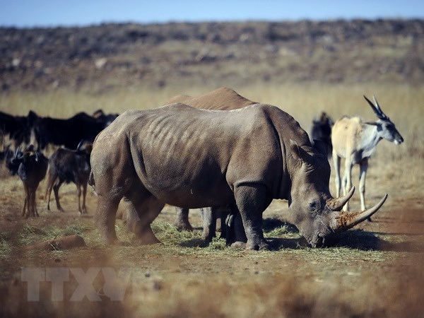Abren un concurso de cortometrajes sobre el comercio ilegal de animales silvestres