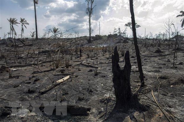 El G7 destina ayuda millonaria a combatir los incendios en la Amazonía