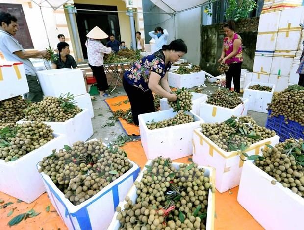 Primer lote de longan vietnamitas llega a Australia