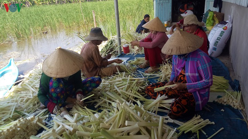 Un exitoso modelo de transformación de cultivos en Ca Mau