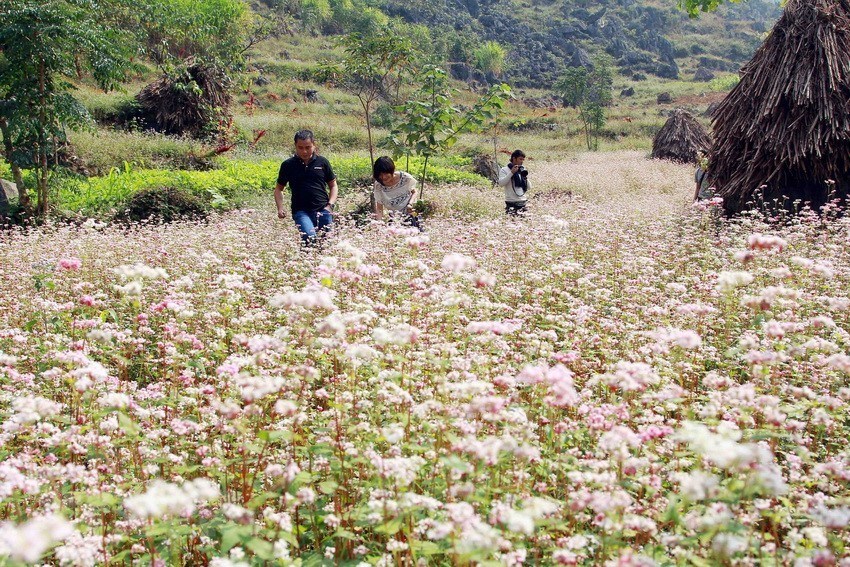 Inauguran Festival de la Flor de Alforfón en Ha Giang