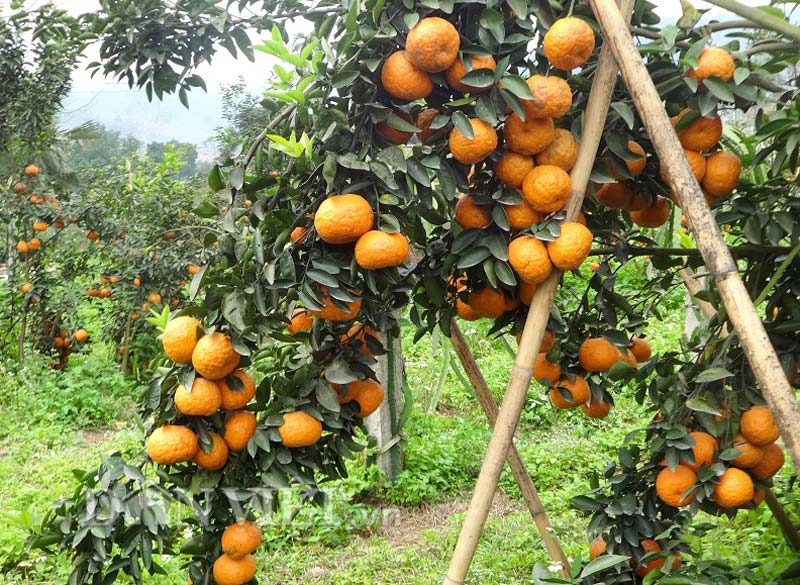 Inauguran en Hanói la Semana de Naranja de Ha Giang