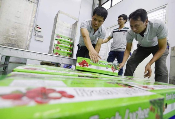 Primer lote de lichis de Bac Giang en 2021 listo por enviarse a Japón
