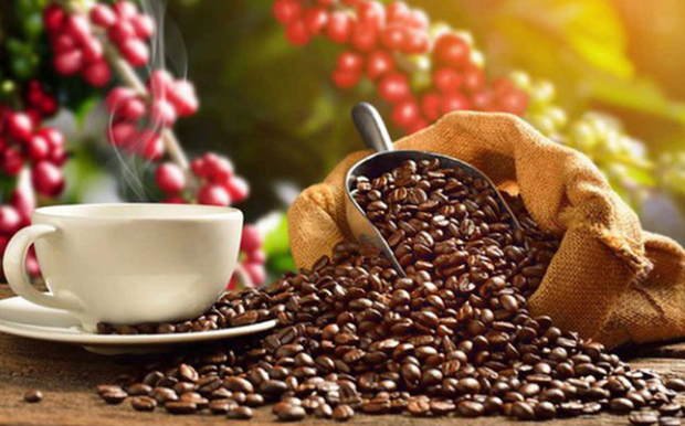Aumentan exportaciones vietnamitas de café a Japón