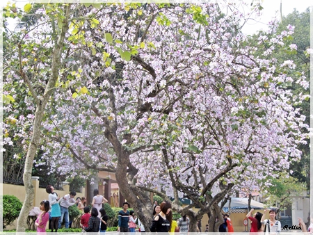 Musim bunga Ban  pada  Maret saban tahun di Hanoi