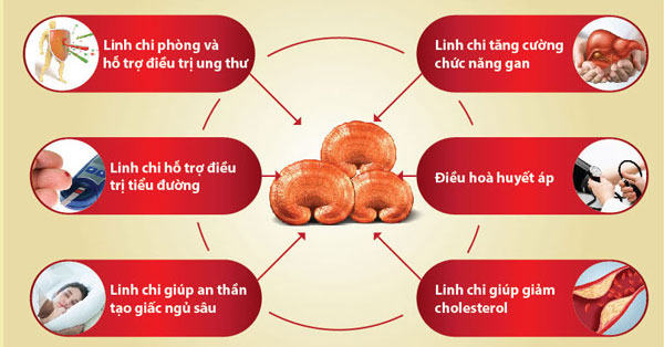 Memperkenalkan kegunaan dan nilai jamur Linhzhi