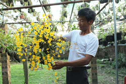 Memperkenalkan hobi main bunga anggrek di Vietnam.