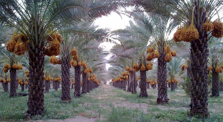 Penjelasan VOV tentang Kurma - satu  jenis buah kering impor yang populer dan digemari  di Vietnam pada Hari Raya Tet