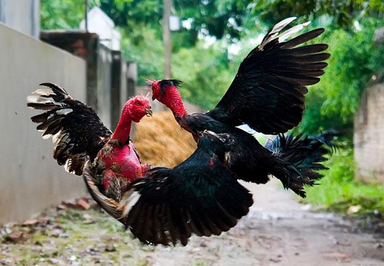 Memperkenalkan Permainan menyabung ayam