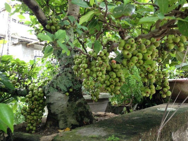 Memperkenalkan pohon ara dan manfaat-nya