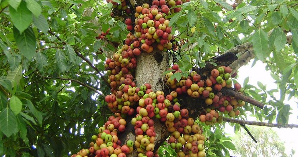 Memperkenalkan pohon ara dan mafaatnya