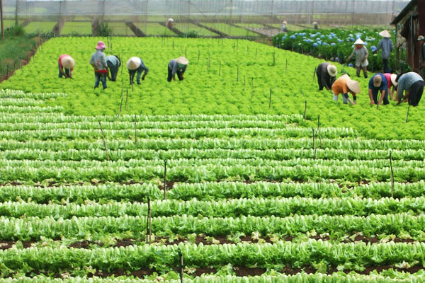 Kaum petani  di Propinsi Lai Chau mencapai kesejahteraan karena memproduksi pertanian spesialis