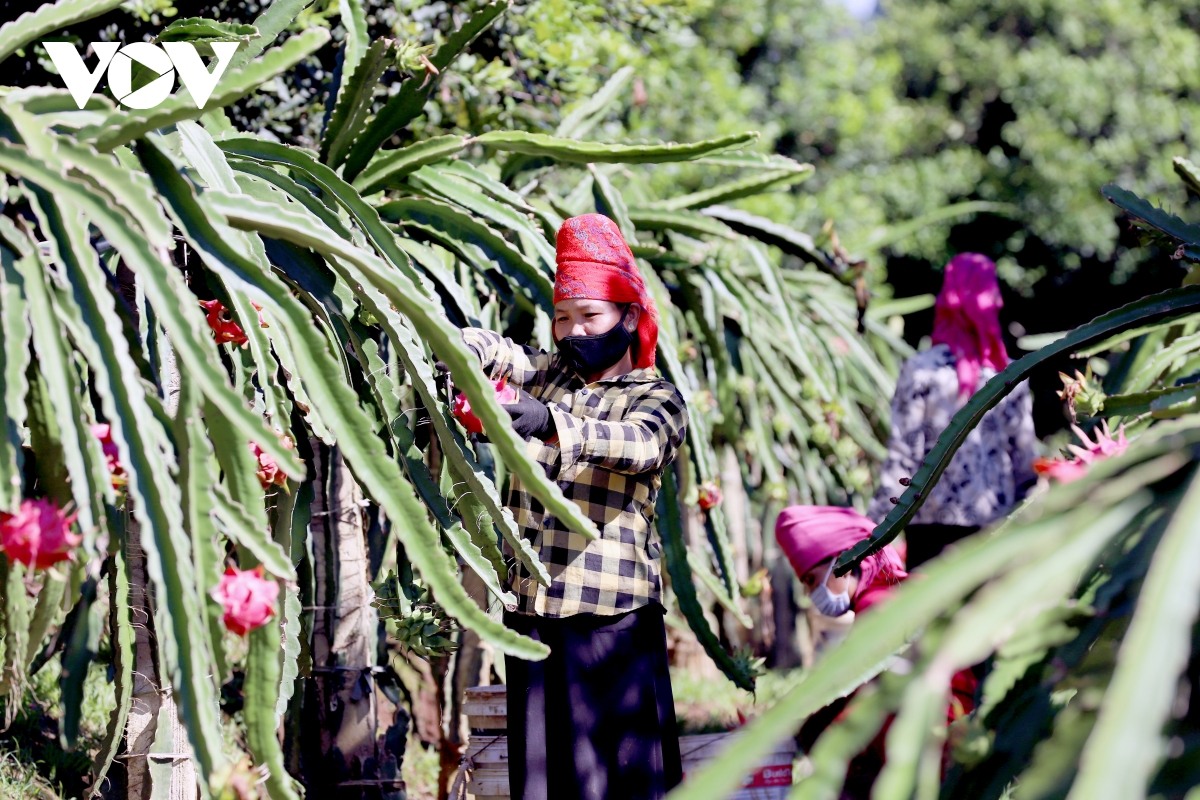 Провинция Шонла экспортировала 10 тонн красных драконьих фруктов в Россию