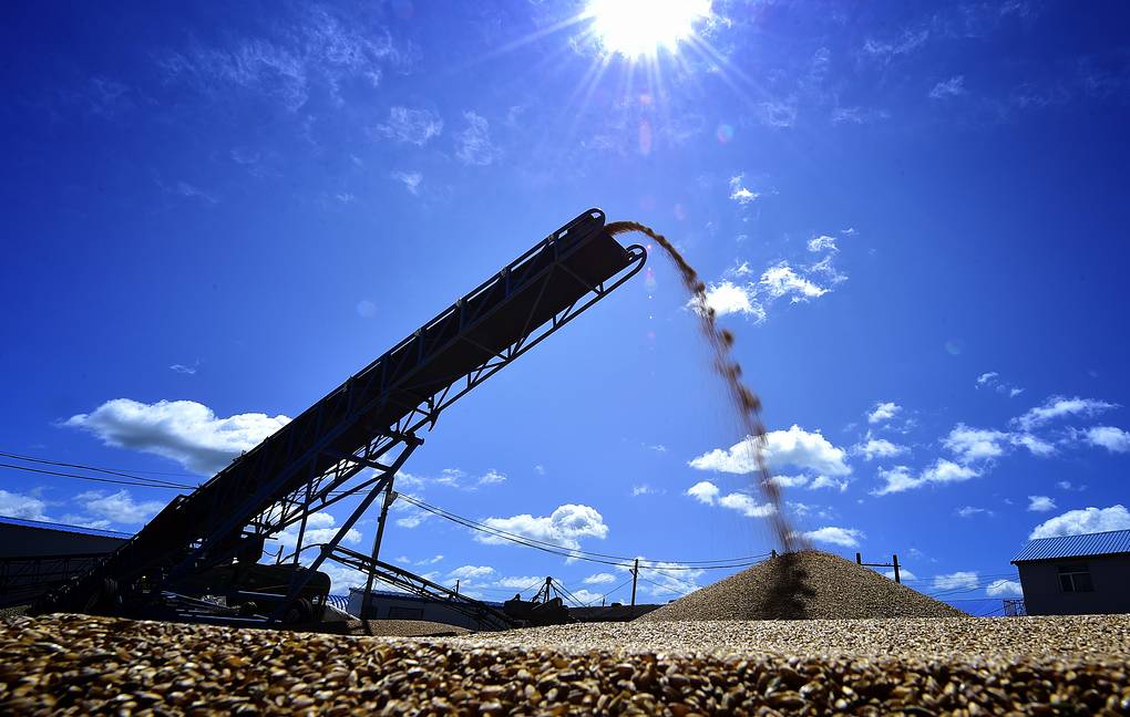 Президент России пообещал создать благоприятные условия для экспорта продовольствия в Африку