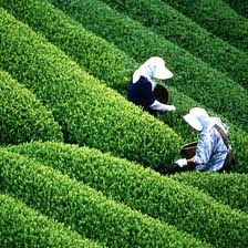 สร้างสรรค์เครื่องหมายการค้าให้แก่ชาของเวียดนาม