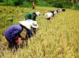 บทบาทสำคัญของภาคการเกษตรในระบบเศรษฐกิจเวียดนาม