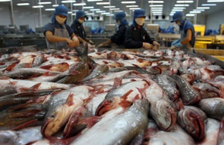 เวียดนามจะพยายามส่งออกปลาสวายให้ได้ 1.2 ถึง 1.5 ล้านตัน