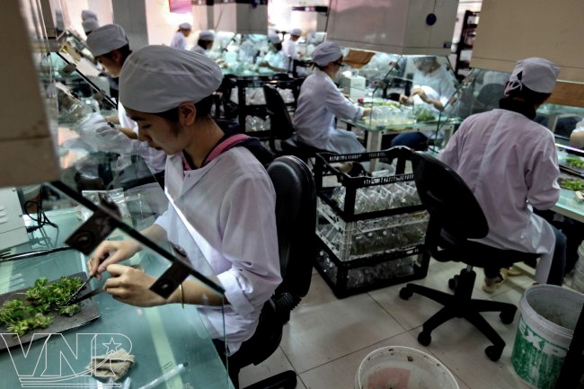 รับกระแสการลงทุนในด้านเทคโนโลยีการสื่อสารในเวียดนาม