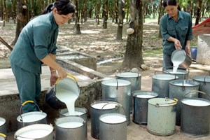 นายกรัฐมนตรีเหงียนเติ๊นหยุงพบปะหารือกับผู้บริหารจ.บิ่งเฟือก