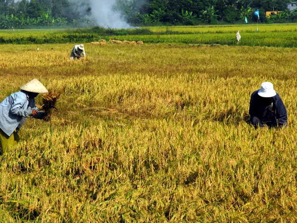 ขยายความร่วมมือในหลายด้านระหว่างเวียดนามกับซูดาน