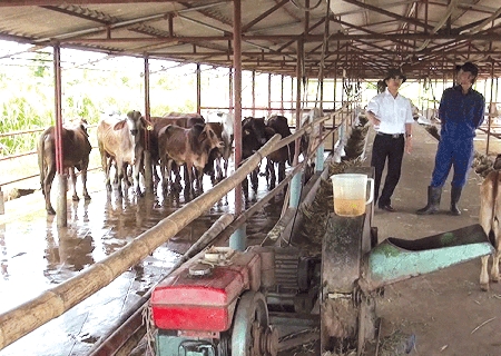 หนุ่ม 4 คนสร้างฐานะจากการเลี้ยงโค