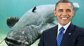 สหรัฐประกาศใช้ข้อกำหนดที่เข้มงวดกว่าต่อสินค้าปลาที่ไม่มีเกล็ด