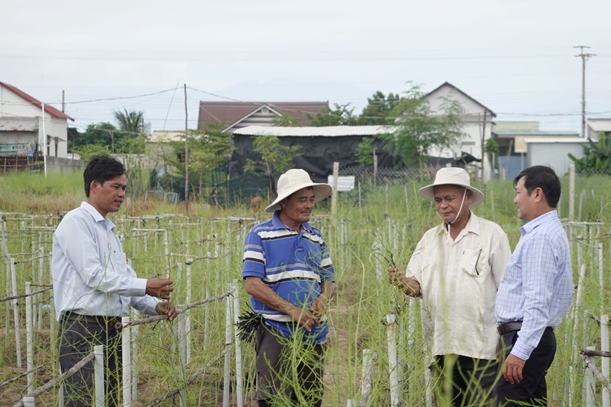 เกษตรกรในตำบลอานหาย จังหวัดนิงถวนสร้างฐานะจากการปลูกหน่อไม้ฝรั่ง