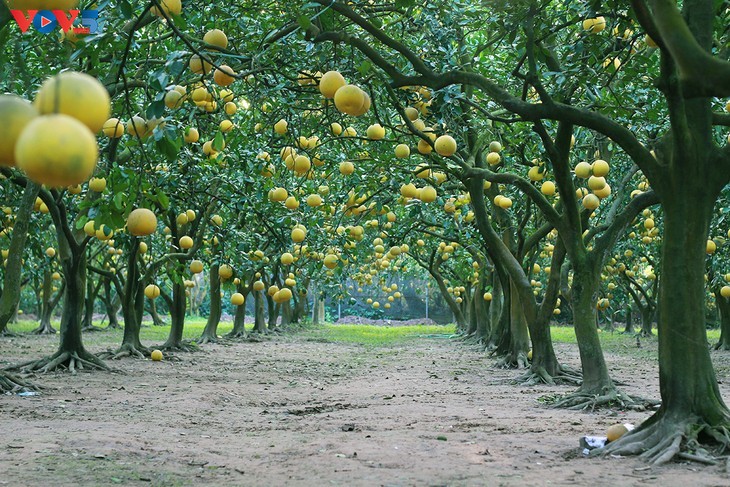 สวนส้มโอ ฟุ๊กเหยียน – สถานที่เช็คอินที่น่าสนใจในช่วงตรุษเต๊ต