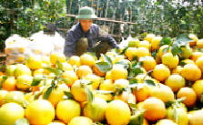 หมู่บ้านCao Phongกับเครื่องหมายการค้าส้มเกลี้ยง