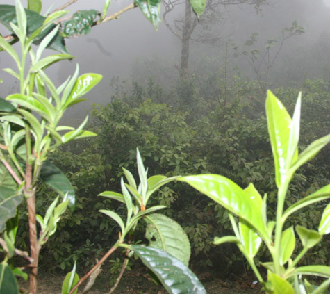 อาชีพผลิตชาของชาวบ้านตำบลSuối GiàngจังหวัดYên Bái