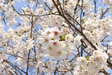 เทศกาลดอกซากุระ ณ อ่าวฮาลอง