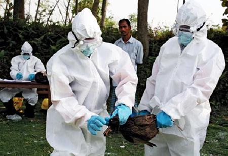 ความพยายามในการป้องกันโรคไข้หวัดนกเอH5N1และโรคไข้หวัดใหญ่H1N1