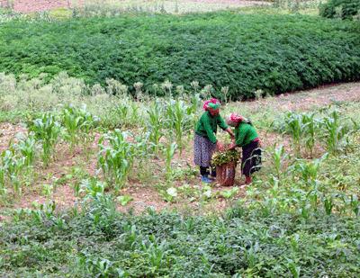 นายกรัฐมนตรีอนุมัตินโยบายช่วยเหลือครอบครัวชนเผ่าที่ยากจน