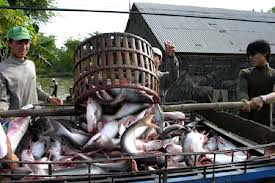 เวียดนามคัดค้านรัฐบาลสหรัฐที่บังคับใช้อัตราภาษีต่อต้านการขายทุ่มตลาดต่อผลิตภัณฑ์ปลาสวายของเวียดนาม