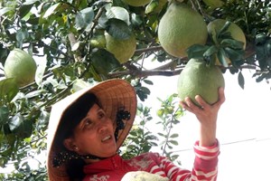 ยกระดับคุณภาพการฝึกสอนอาชีพให้แก่แรงงานชนบท